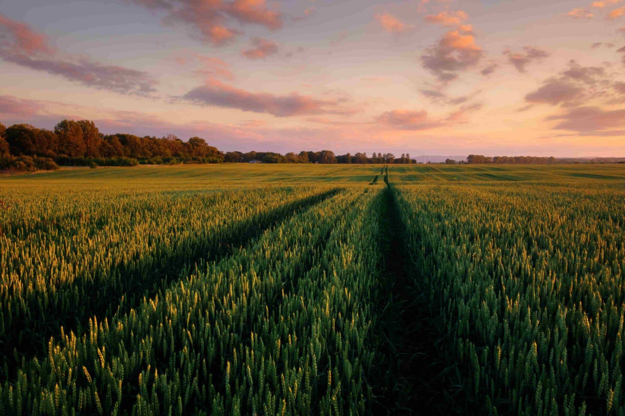 green-wheat-field-against-the-blue-sky-background-2022-02-02-03-48-31-utc_Compressmyimage.com